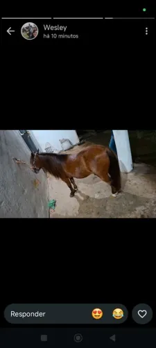 Vendo lindo ponei