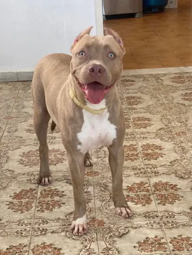 Pitbull monste
