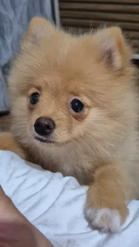 Spitz alemão anão