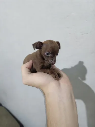 Pinscher 0 tigrado 2 meses