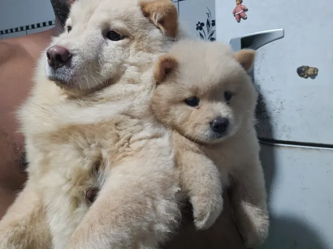 Vendo Filhotes da raça Chow Chow 