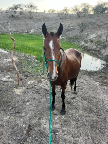 Égua mansa pra qualquer tipo de montador,mulher,criança animal de 9 pra 10 anos