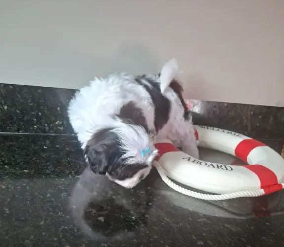 Shihtzu macho raça pura vacinado