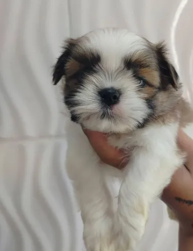 Filhote shih tzu, prontos para conquistar sua família!