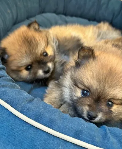 Lulu da Pomerânia