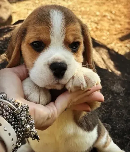 Beagle Filhotes | O Parceiro Ideal Para Sua Família