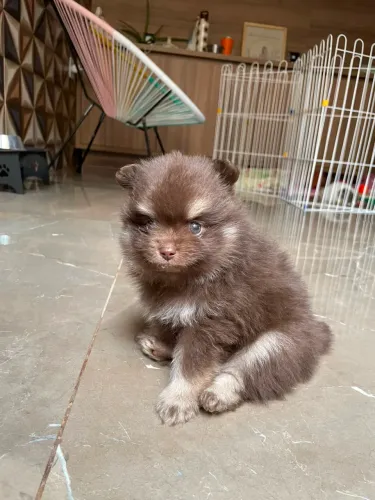 Spitz alemão (Lulu da Pomerania)