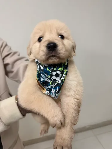 Golden retriever