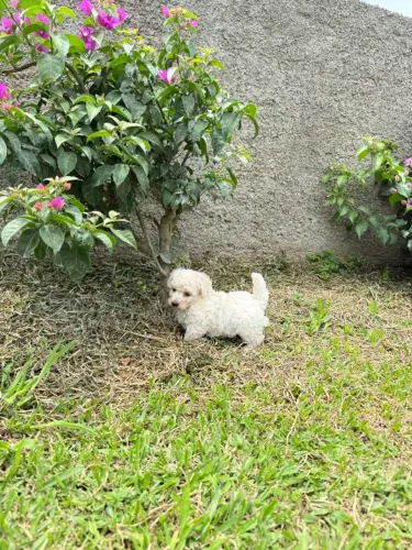 Poodle Miniatura, Macho!! Entrego, Parcelo 12x, Chama no Whats.