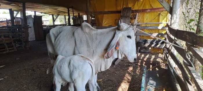 vaca infu