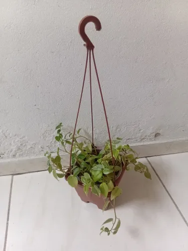 Peperomia  com vaso