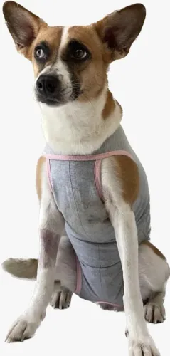Representante autônomo para produtos PET SHOP com cadastro de vendas