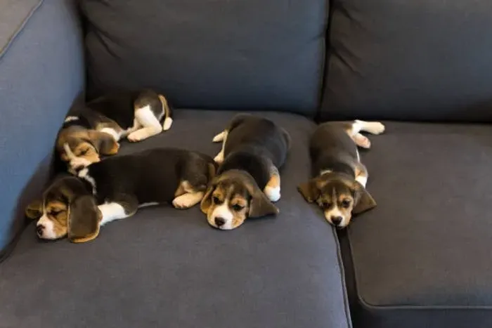 ? Beagle de Excelente Temperamento | Filhotes Disponíveis