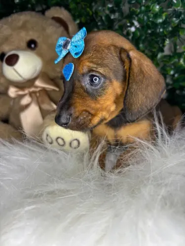 Fêmea Dachshund mini dourada pronta entrega