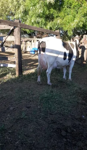 Vaca sem bezerro produzindo média de 22 a 25 litros por dia 