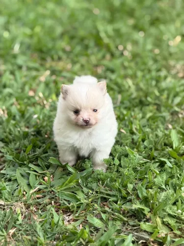 Macho spitz alemão