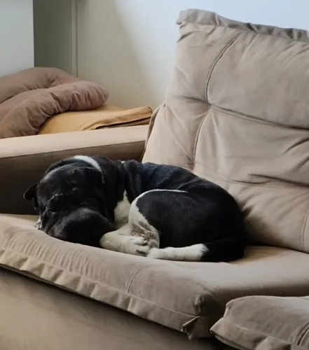 vendo barato cachorro sharpei motivo mudança para o exterior 500,00