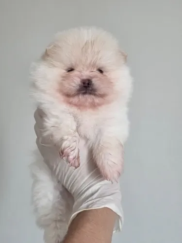 Spitz Alemão-lulu da pomerania 