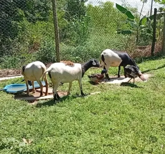 Vendo 3 ovelhas