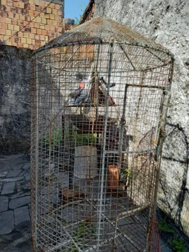 Gaiola Grande 