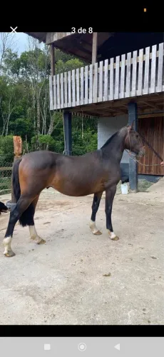 Cavalo crioulo