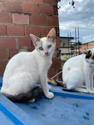 Gatinhos para adoção