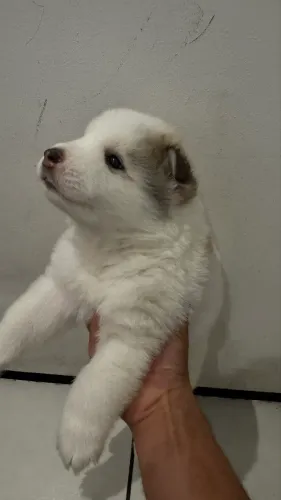 Vendo filhotes husky siberiano macho e fêmea