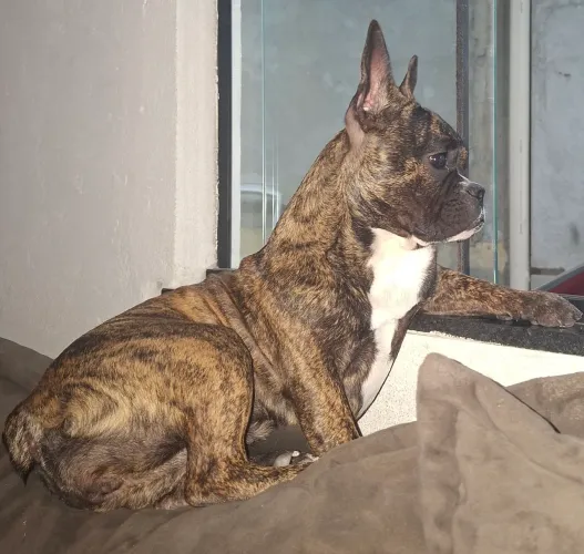 VENDO BULDOGUE FRANCES FÊMEA