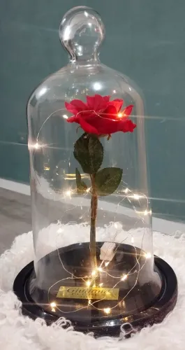Rosa encantada Bela na cúpula