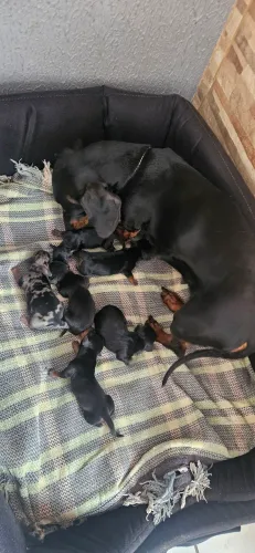 Dachshund teckel