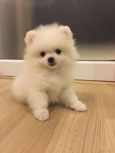 Cachorro Lulu da Pomerania paixão em quatro patas para seu novo lar