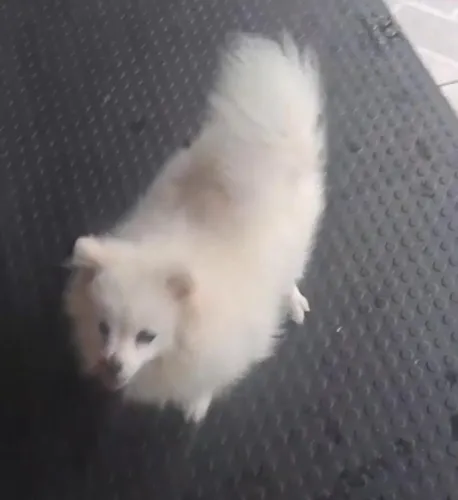 Lulu da Pomerânia Fêmea