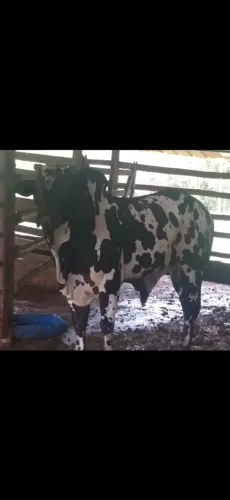 Vende-se um touro nelore pintado 9.500 