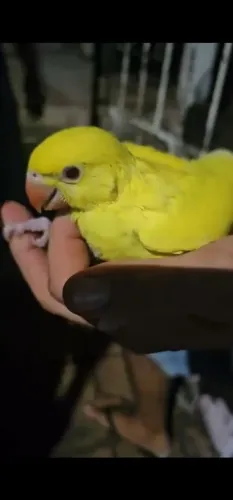 Ringnek