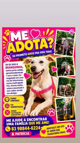 ADOÇAO RESPONSÁVEL 