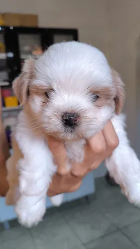 Shihtzu puro macho branco