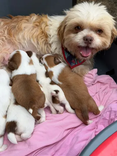 Vendo filhote de Shih Tzu - linhagem chocolate, Leia o Anúncio.