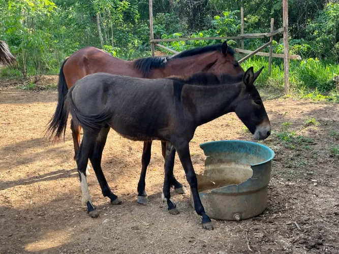 Burro calçado 