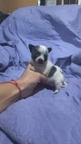Lindos filhotes de chihuahua miniatura