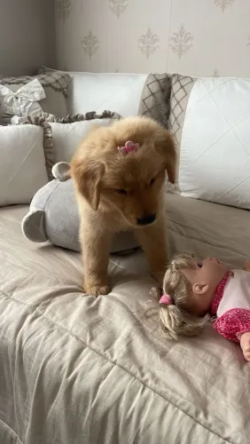 Filhote Golden Retriever, Seus dias de solidão acabaram!