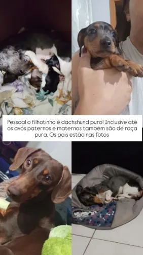 Dachshund