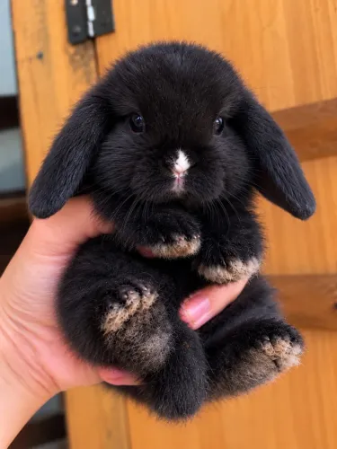 MACHINHO MINI LOP DISPONÍVEL