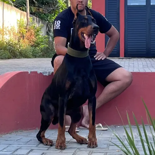 Macho de doberman disponível para cobertura"cruza"
