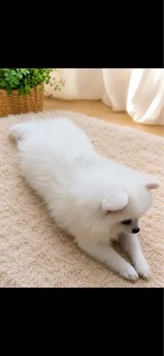 Spitz alemão