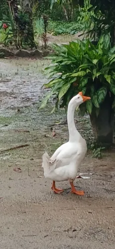Ganso Chinês Branco