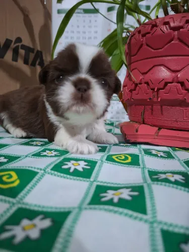 Lindo bebê shih tzu ?