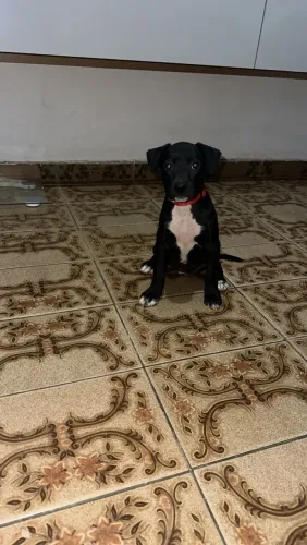 Doa-se filhote de cachorro