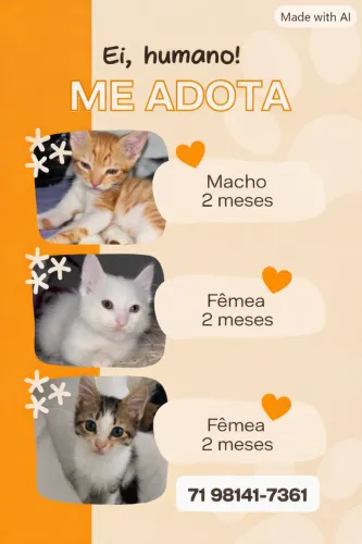 Gatinhos filhotes para adoção