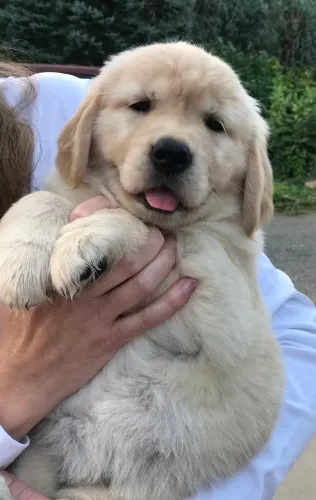 Golden Retriever disponível! O companheiro perfeito para toda a família.