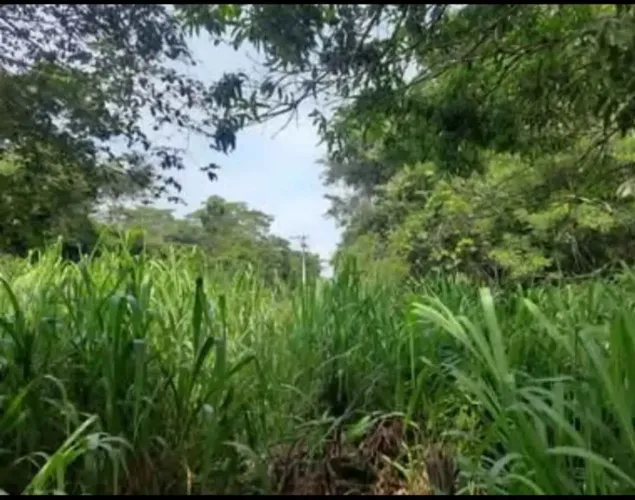 Área Verde Sitio Terra Amada